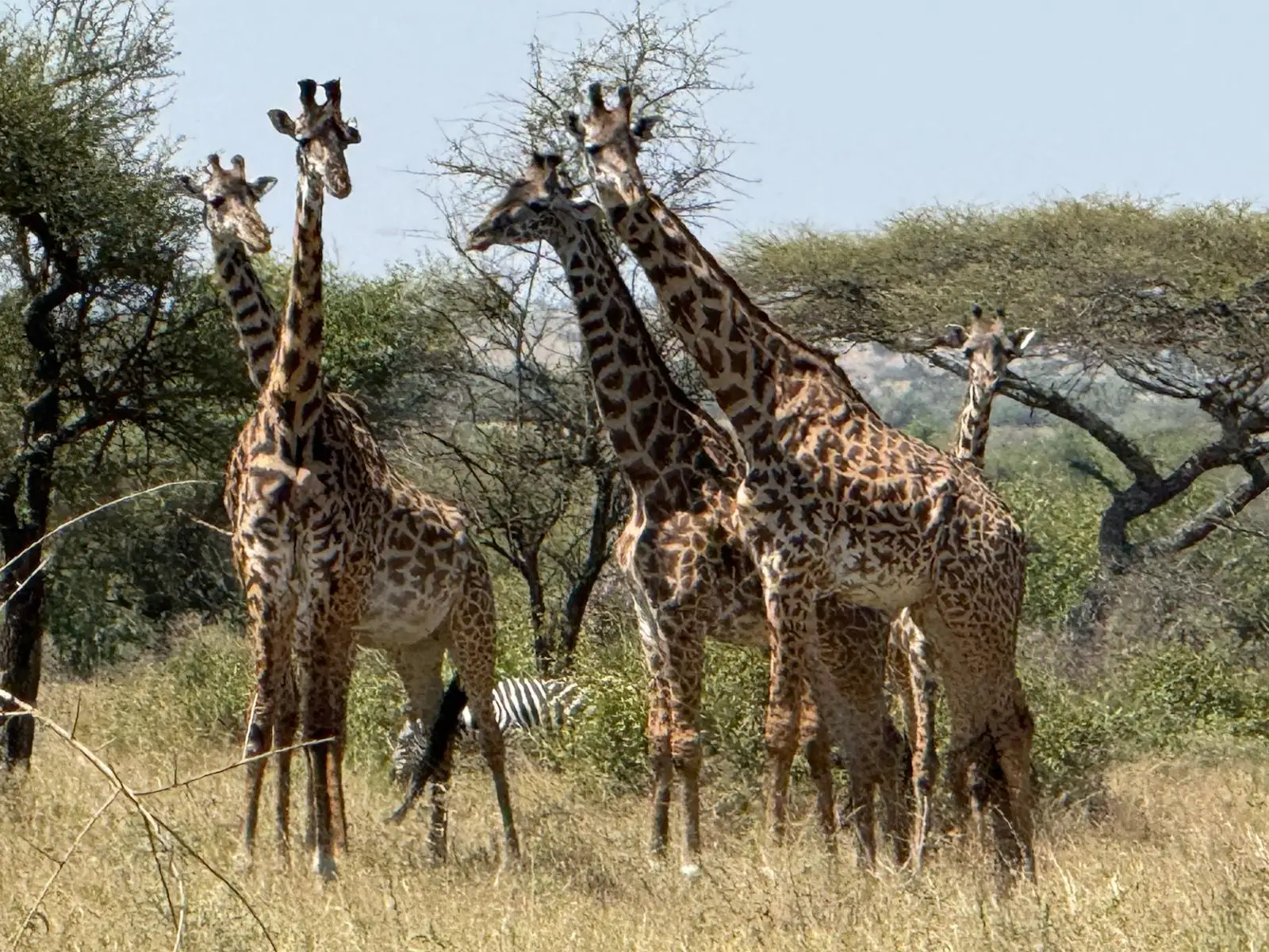 Our guests from the US experienced a Northern Serengeti safari and witnessed the dramatic wildebeest crossing firsthand." When the wildebeest busted through the bushes next to our truck we were stunned. " 